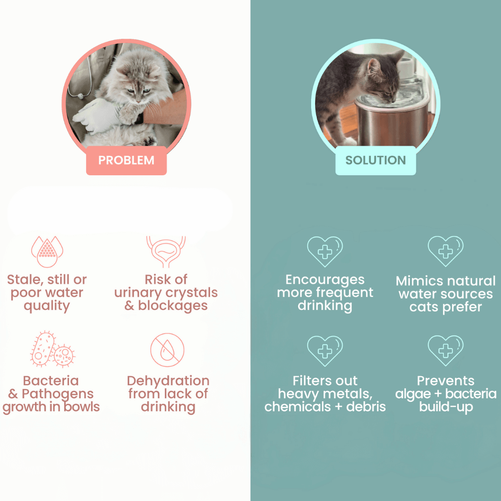 Meowtain Flow Filtered Water Bowl
