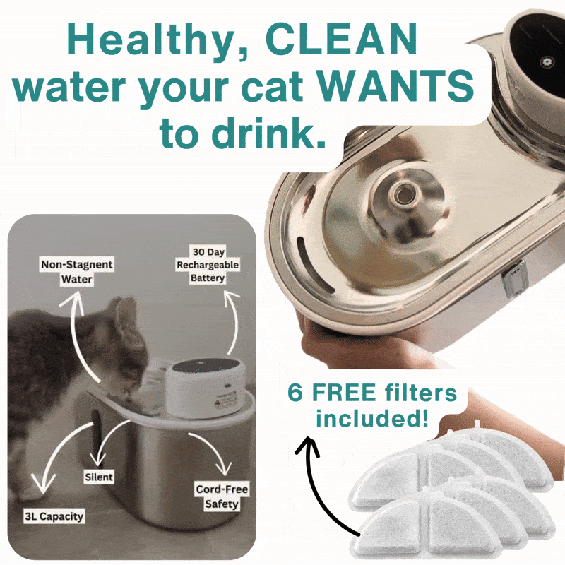 Meowtain Flow Water Bowl