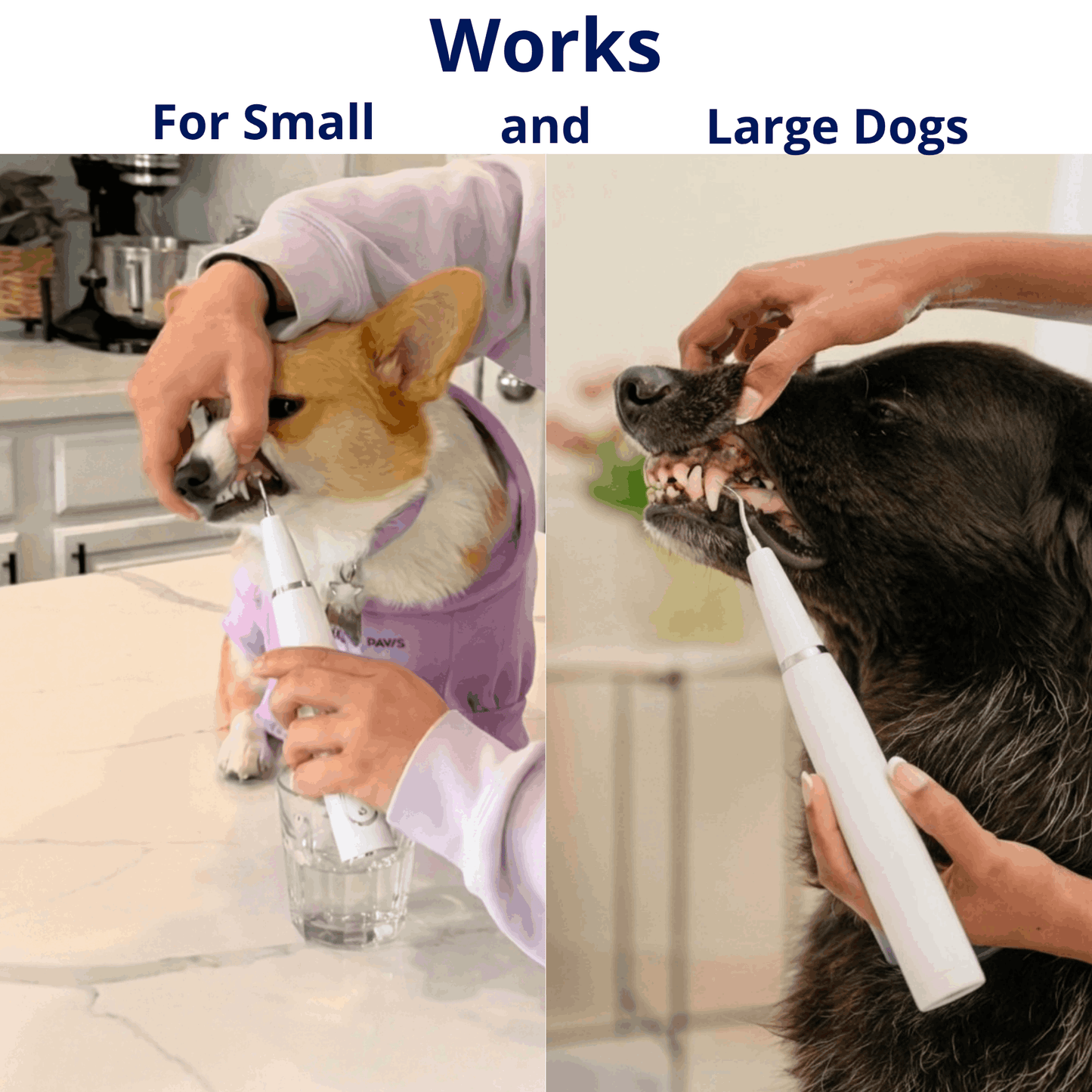 CaniVet Silent Plaque Remover