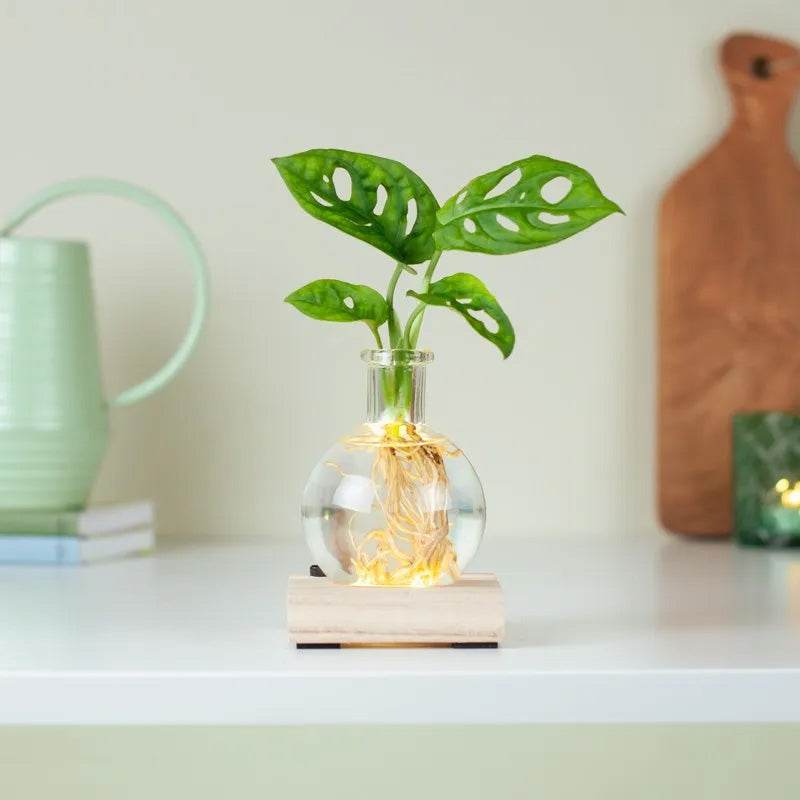 GlowRoot