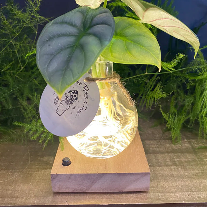 GlowRoot