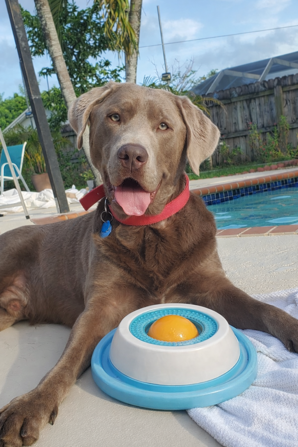 MessLess Slow Feeder Dog Bowl