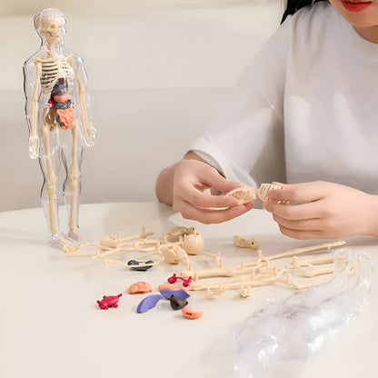 AnatoPlay Model