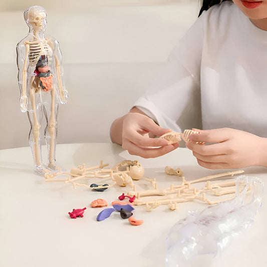 AnatoPlay Model
