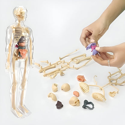 AnatoPlay Model