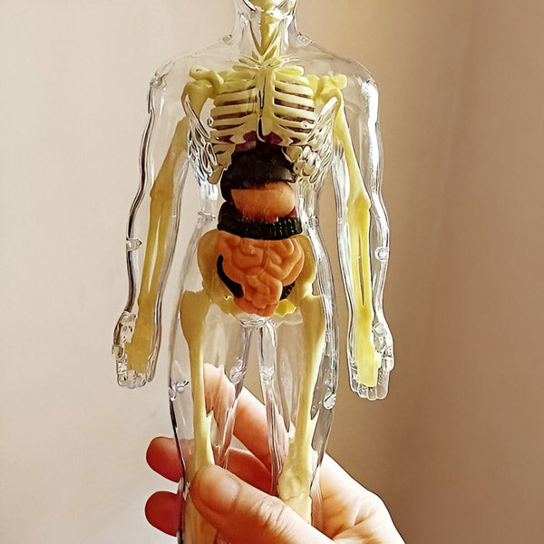 AnatoPlay Model