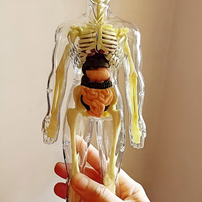AnatoPlay Model