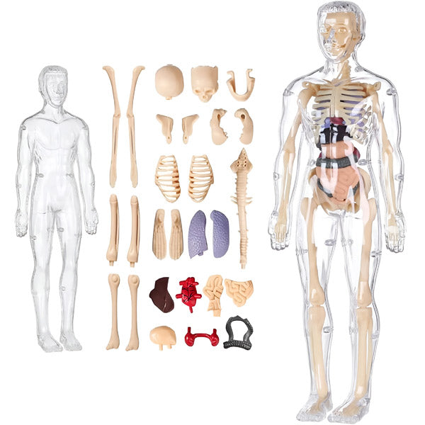 AnatoPlay Model