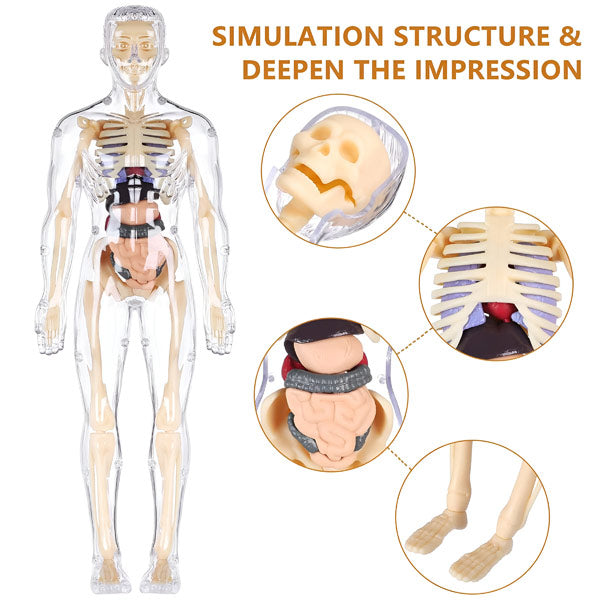 AnatoPlay Model