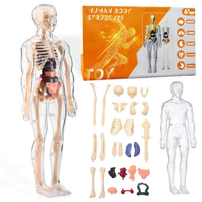 AnatoPlay Model
