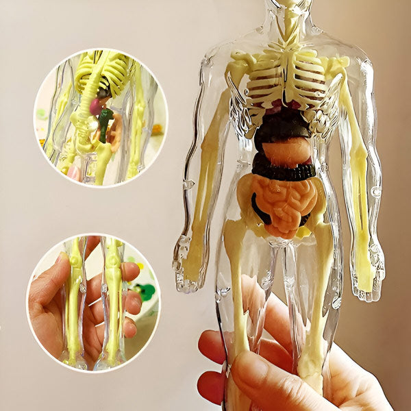 AnatoPlay Model