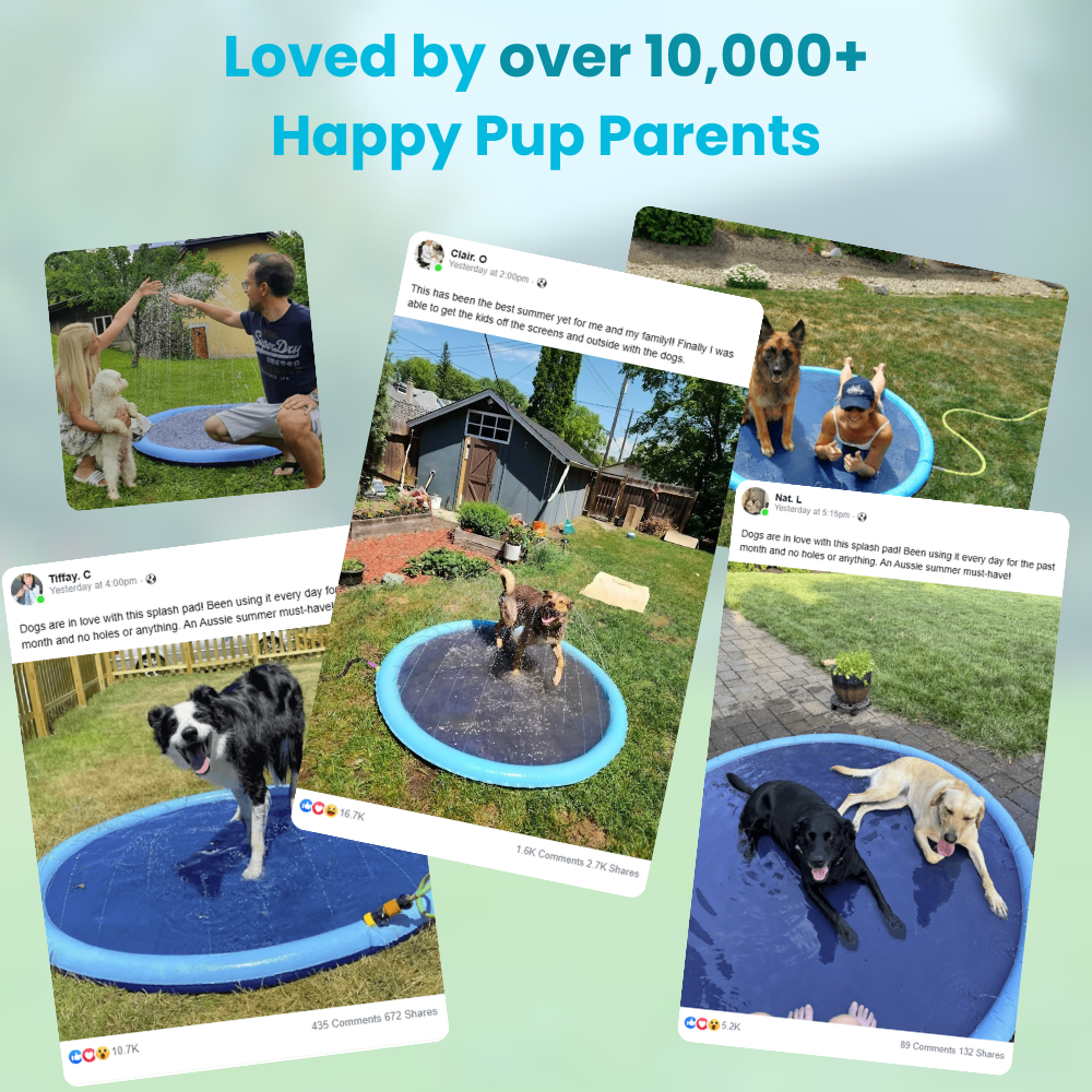 Pup Splash Pad