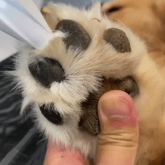 Pet Paw Fur Trimmer