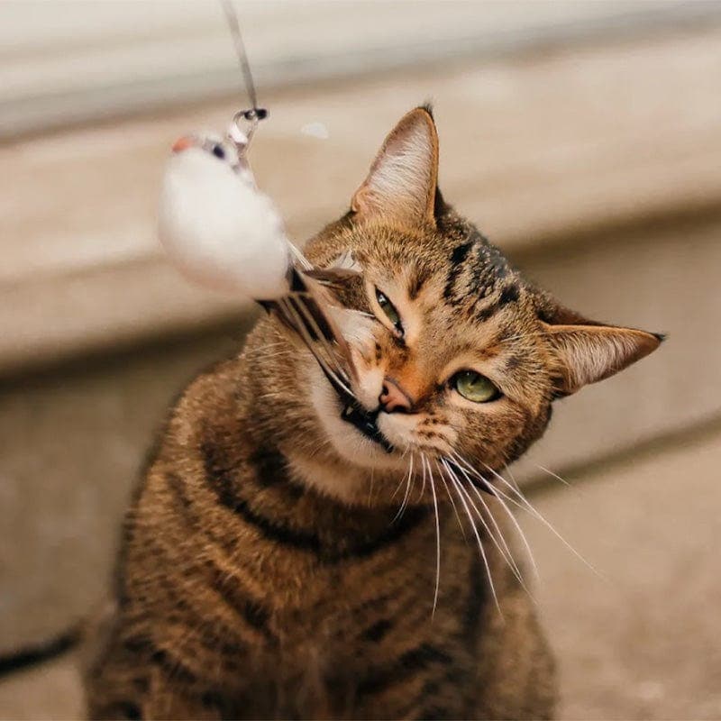 Interactive Bird Simulation Cat Toy